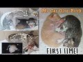 My Cat Giving Birth to 2 kittens for the FIRST TIME! (Philippines) | Mea Rose Diamante