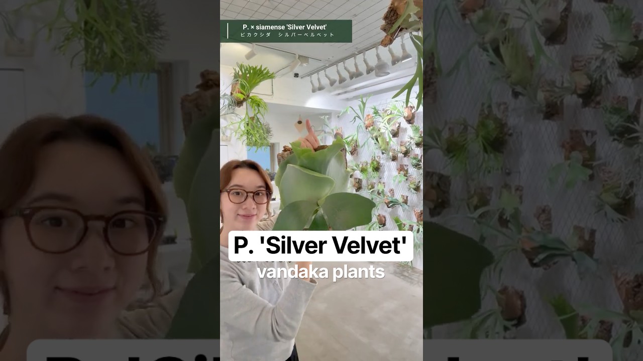 ビカクシダ #シルバーベルベット #platycerium #silvervelvet