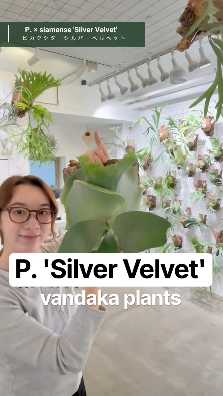 ビカクシダ #シルバーベルベット #platycerium #silvervelvet
