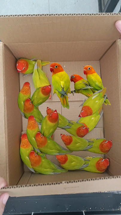 Lovebirds Unboxing! | Beautiful Viral Lovebirds! 🦜🥰 #birds #lovebirds