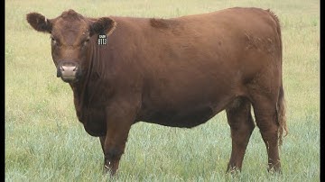 Herd Quitter® Minute - How to Spot Calving Ease