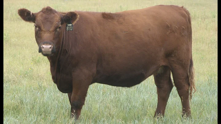 Herd Quitter® Minute - How to Spot Calving Ease