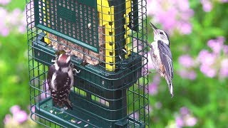 Brome Squirrel Buster Suet Feeder