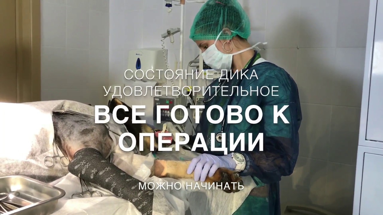 Доктор вет подшипников