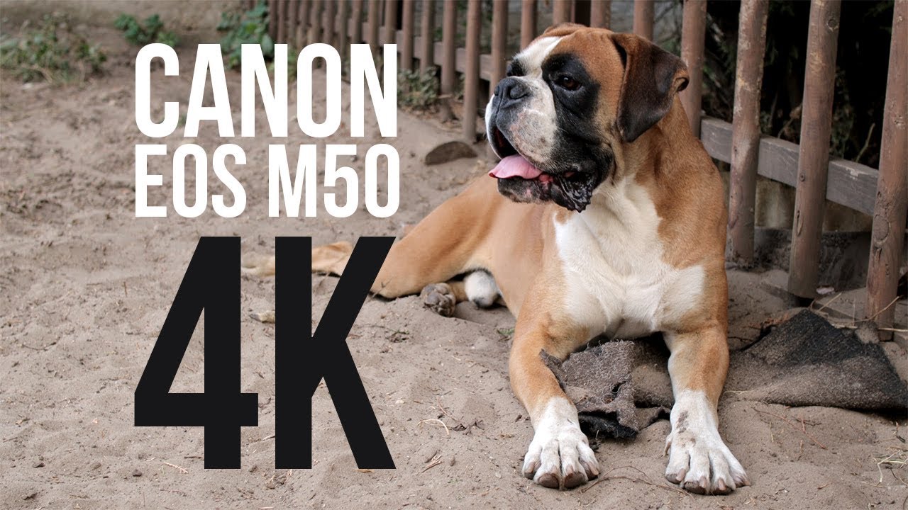 Canon EOS M50 video (4K, SAMPLE)