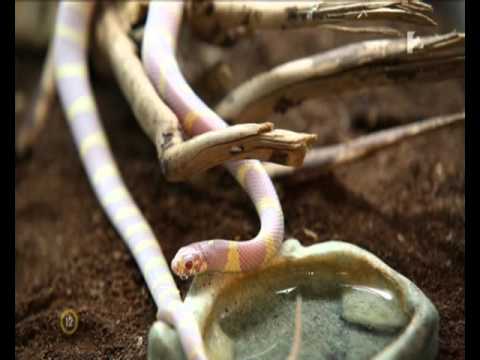 Videó: Azphiofóbia Megértése: A Kígyók Félelme