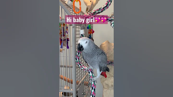 Symon the African Grey Parrot says give me a kiss and hi baby girl💖#talkingparrot #babyparrot #cag