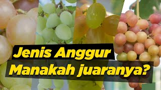 The best grapes, worthy or not to be grown at home | Mixgrape version