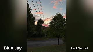 Blue Jay (Instrumental) - Levi Dupont