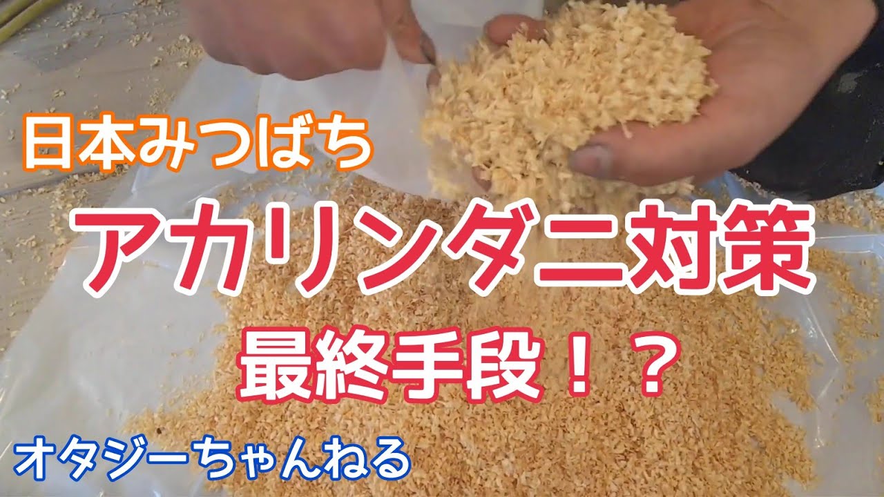 日本みつばち オタジーさんちの蜂たち アカリンダニ対策 最終手段！？ ひのきチップ