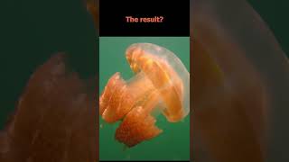 Dive into Jellyfish Lake – Swim Among Thousands of Jellyfish! 🌊🪼