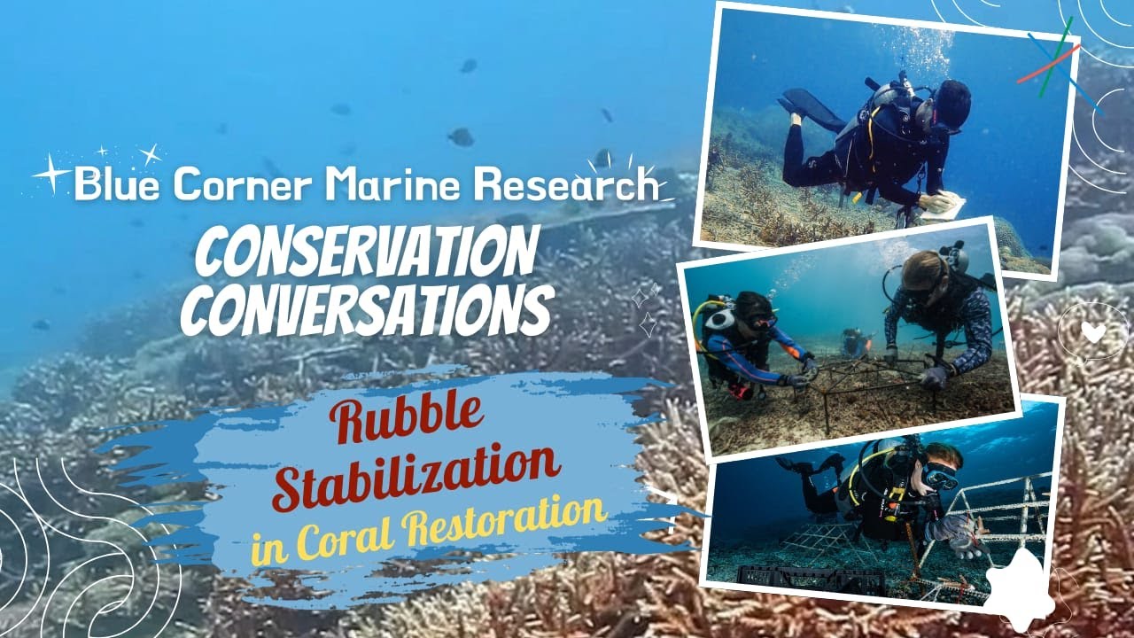 How to stabilize rubble when RESTORING A CORAL REEF