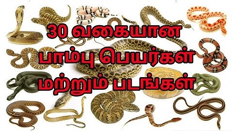 30 வகையான பாம்பு பெயர்கள் மற்றும் படங்கள் / snake name in Tamil with pictures