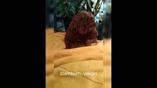 Poodle Fawn Red Pekat