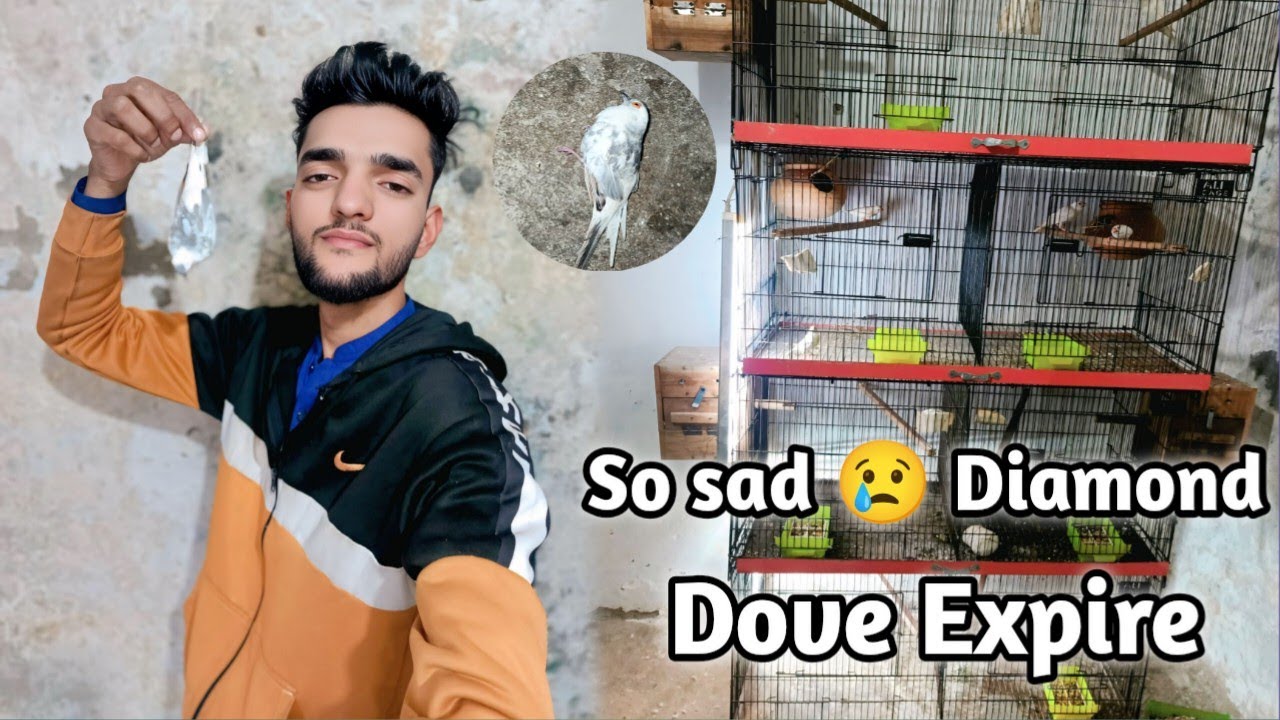 So sad 😢 diamond dove expire