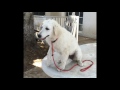 Kuvasz Puppy 2016 の動画、YouTube動画。