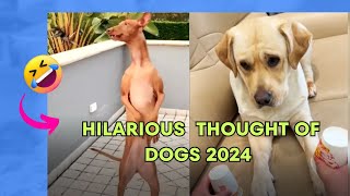 The Funniest Pharaoh Hound Reactions Caught on Camera#dogvoiceover #funnypets #viral #funnydogs