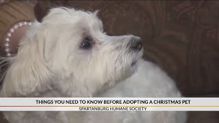 Advice about Adopting Holiday Pets