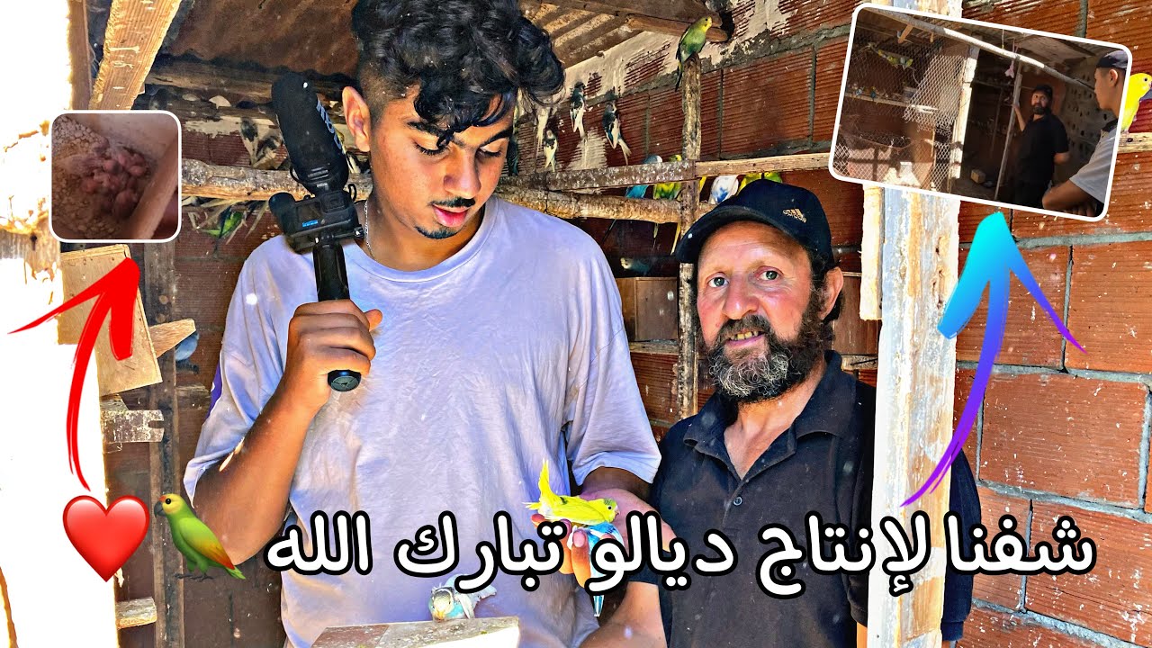 عدنا عند أبسط 😢 مربي طيور🦜في المغرب 💪🏼🇲🇦 شريت🤑 من عندو كوبل من طيور الروز مفرخين 🐣