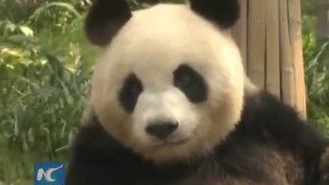 Giant pandas debut in Macao