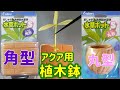 砂利のない水槽に、水草を植えてみた。アクア専用植木鉢。スドー 水草ポットS丸型、角型【ふぶきテトラ】