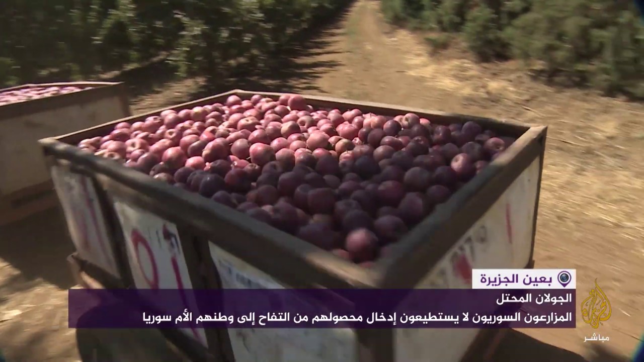 بدء موسم قطاف التفاح في الجولان المحتل