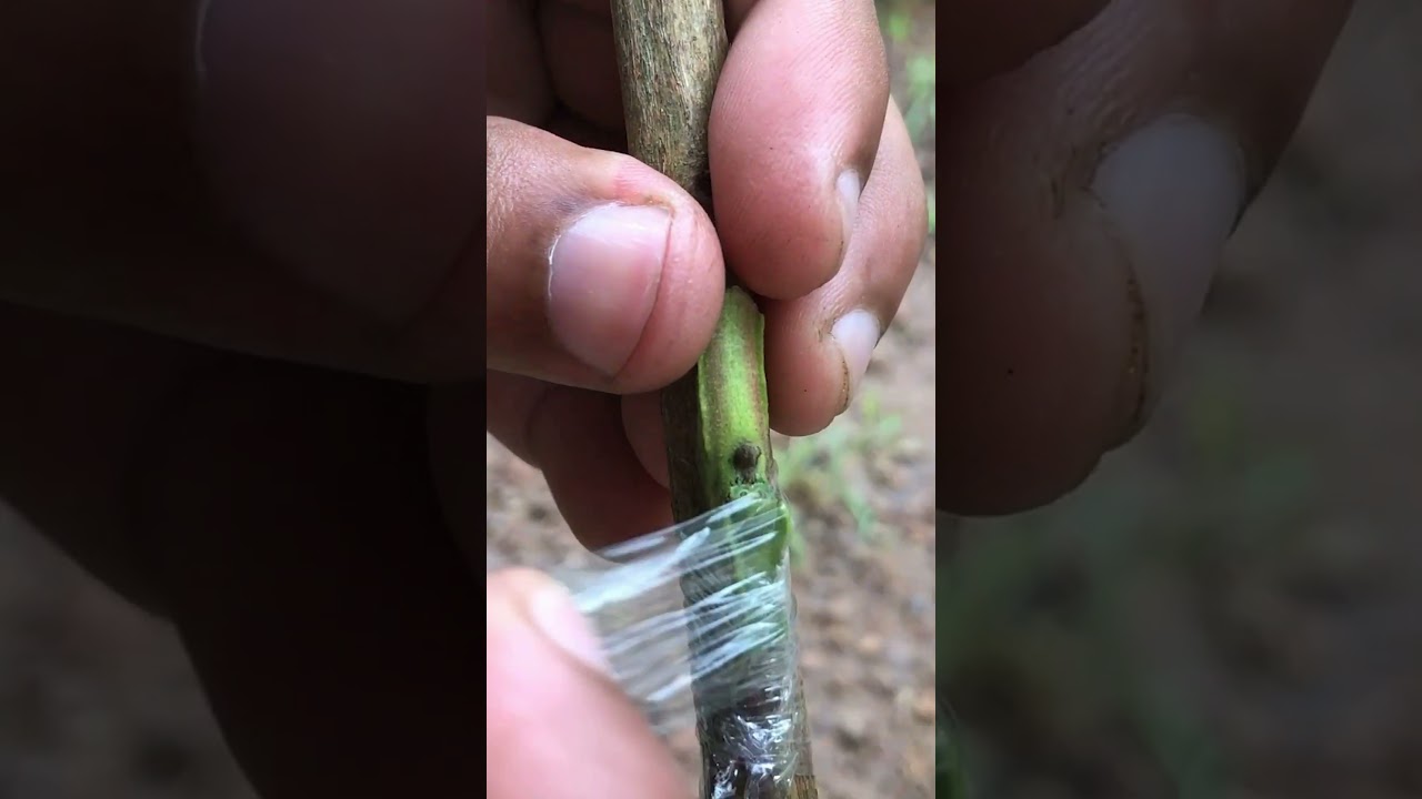 48 Beginner's Guide to Guava Tree Grafting