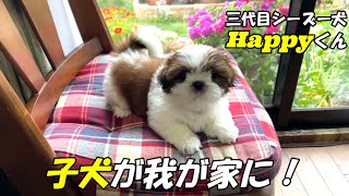 [シーズー] ㊗ 子犬が我が家にHappyくん