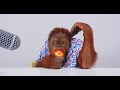 Animalia's young male Orangutan Prince tries some new food ASMR