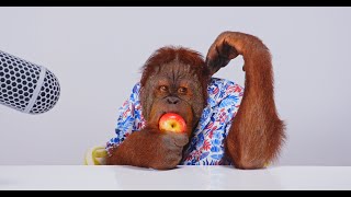 Animalia's young male Orangutan Prince tries some new food ASMR