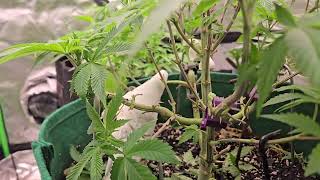Who's That Lady, Beautiful Lady?   #OGGOAndrew #OGGOAlexandra #ArcaneBuds420 #MissAmysGrow420
