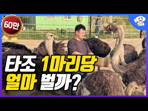 타조 1마리 키우면 수익은 얼마? 연고없이 귀농해서 타조농장 만든 개발자