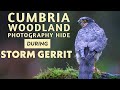 Cumbria Woodland Photography Hide in Storm Gerrit