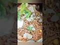 ராகி சேமியா உப்புமா raagi semiya recipe #cooking #raagiresipes #healthyfood @ramya28993