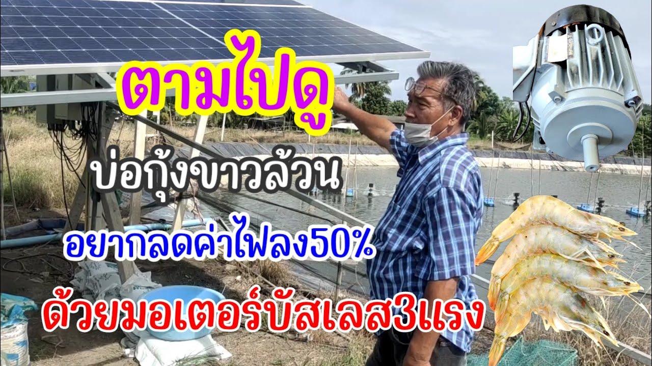 ตามไปดู บ่อเลี้ยงกุ้งขาวล้วน อยากประหยัดค่าไฟลง50% ด้วยการใช้มอเตอร์บัสเลส3แรง ตีน้ำบ่อกุ้ง