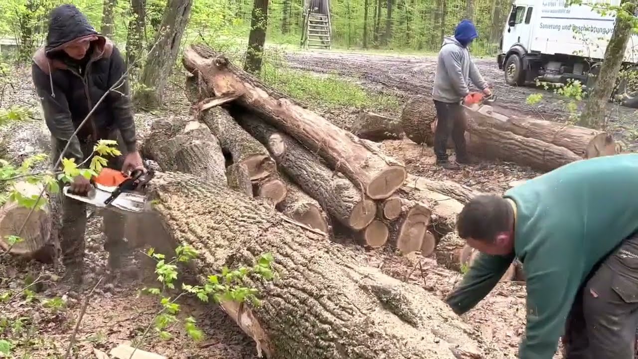 Extreme Woodcutting Compilation | Long Forest Session
