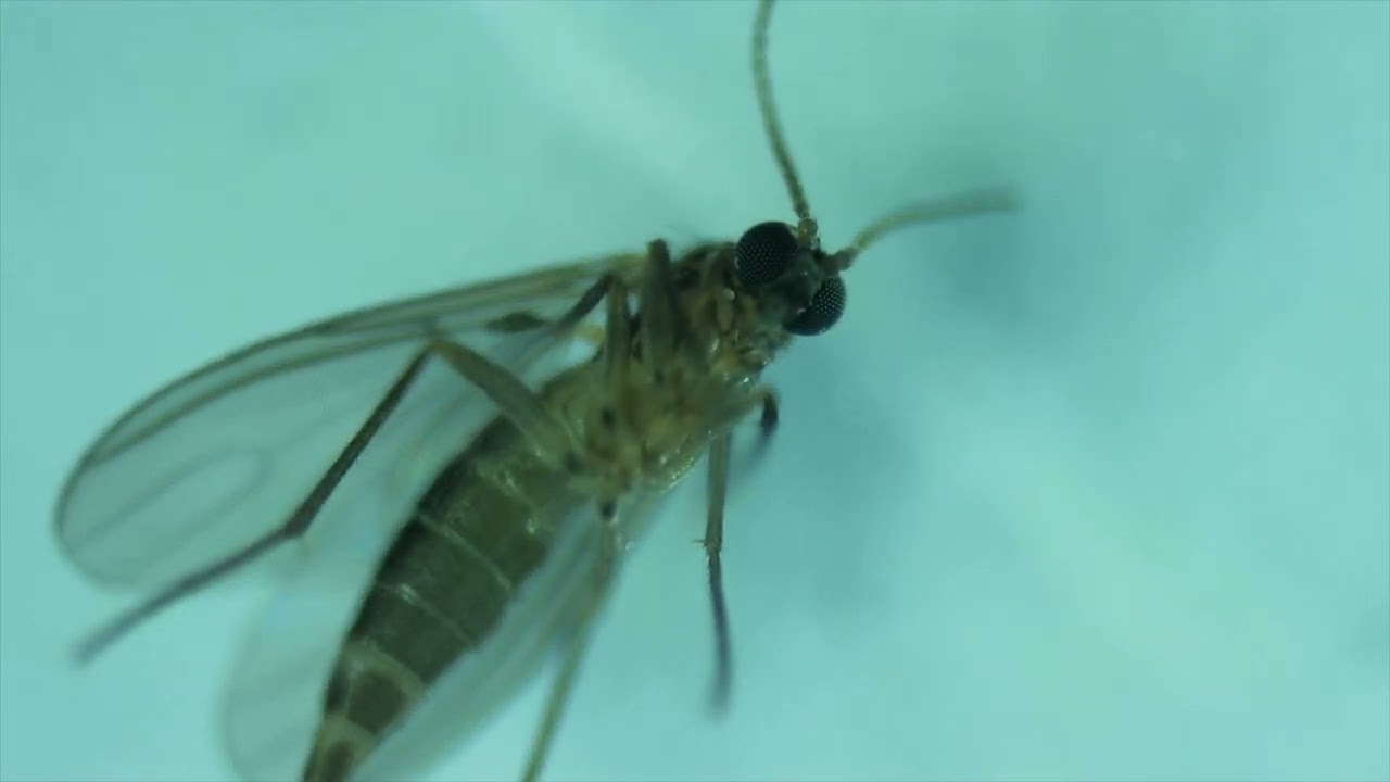 Mite (Infraorder Gamasina) on Stunned Dark-winged Fungus Gnat (Family Sciaridae) (2023-09-13)