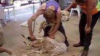 Shearing An Alpaca Like A Sheep At Madisons Mountain Retreat