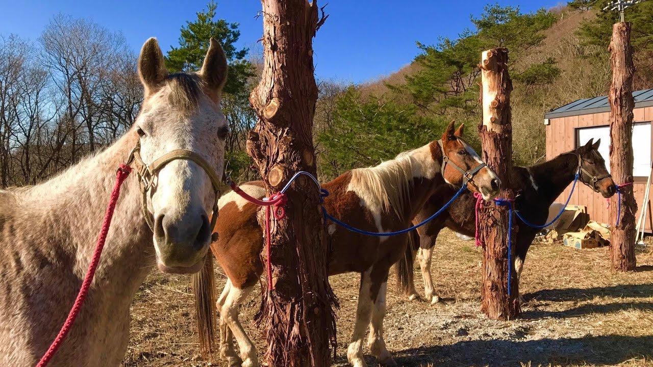 遊馬らんどグラスホッパー大阪深山 ホーストレッキング(外乗)
