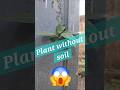 Amazing!! plant without soil, Banyan tree