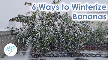 Hoe bananenplanten winterklaar te maken - 6 methoden (Musa basjoo en andere)