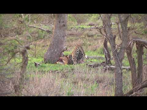 A female Leopard eating her Impala kill – rear view