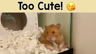 Grooming with Julia! | Syrian Hamster
