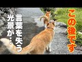 目を疑った…山奥の猫兄妹が向かった先で、とんでもないことが