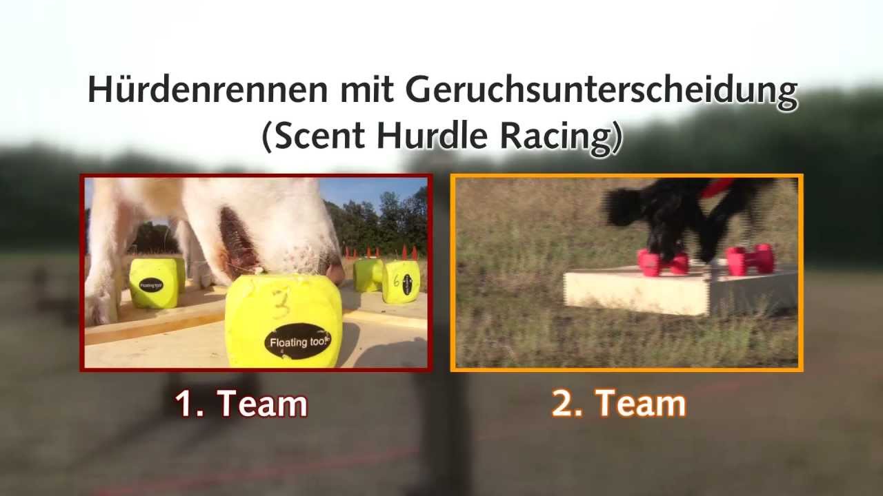 Hürdenrennen mit Geruchsunterscheidung (Scent Hurdle Racing) von Pia Gröning (c) Hundedvd YouTube