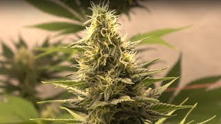 Indoor Grow Update: Week 6 of Flowering – Things are Really Heating Up!