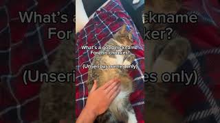 Download Lagu I think I’ll call him the calorie connoisseur #cats #animals #pets #funny #memes #fatcats #catlovers MP3 Download Lagu I think I’ll call him the calorie connoisseur #cats #animals #pets #funny #memes #fatcats #catlovers MP3