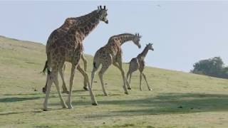 Giraffe Calf Has a Name!