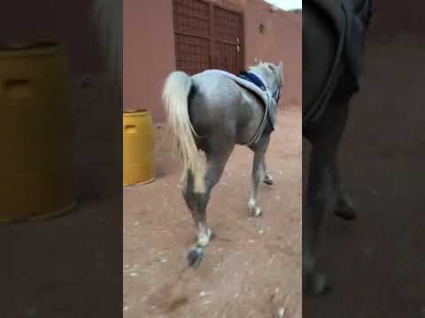 حصان يسمع كلام راعيه