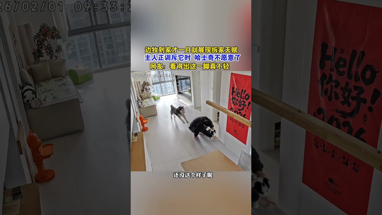 The owner’s kick was too harsh. A scene under surveillance. The confusing behavior of animals. F